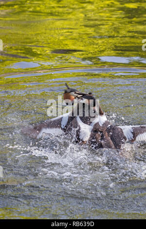 Les Pays-Bas, Amsterdam, les Grèbes (Podiceps cristatus) dans la région de canal dans le centre ville. La lutte pour le territoire. Banque D'Images