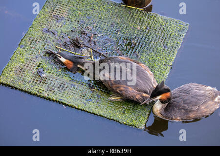 Les Pays-Bas, Amsterdam, les Grèbes (Podiceps cristatus) dans la région de canal dans le centre ville. Spot de nidification artificiels. Banque D'Images