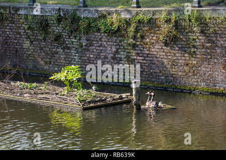 Les Pays-Bas, Amsterdam, les Grèbes (Podiceps cristatus) dans la région de canal dans le centre ville. Spot de nidification artificiels. Banque D'Images