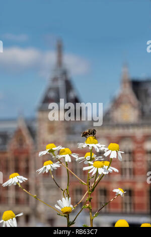 Les Pays-Bas, Amsterdam, toit de Barbizon Hôtel Jardin de légumes. La gare centrale d'arrière-plan. Abeille sur fleur de camomille (Matricaria chamomilla) Banque D'Images