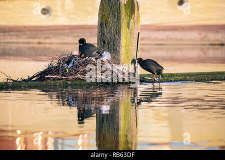 Pays-Bas, Amsterdam, famille de coottes eurasiennes ou coottes (Fulica atra) près du Scheepvaartmuseum. Déchets, déchets. Banque D'Images