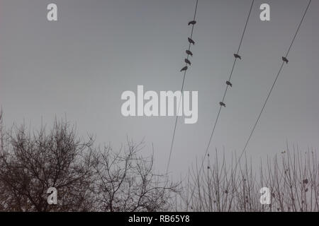 Oiseaux posés sur un fil sur une sombre journée sur un parc avec des arbres Banque D'Images