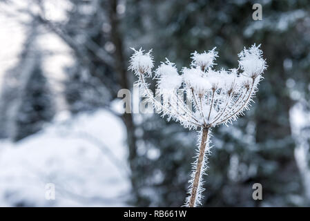L'hiver dans la région du Gantrisch, Berner Oberland Banque D'Images