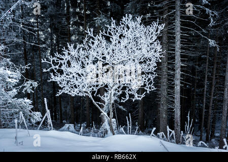 L'hiver dans la région du Gantrisch, Berner Oberland Banque D'Images