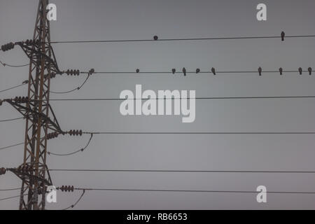 Dove oiseaux posés sur un fil d'un poteau électrique sur un triste jour sombre Banque D'Images