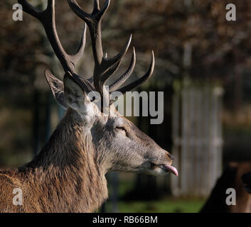 Chef de Red Deer stag en country house parkland. Partie de grands troupeaux contrôlée. Banque D'Images