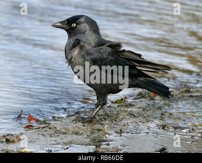 Jackdaw lave-acariens et la poussière de plumes en marge de lac d'eau douce. Banque D'Images