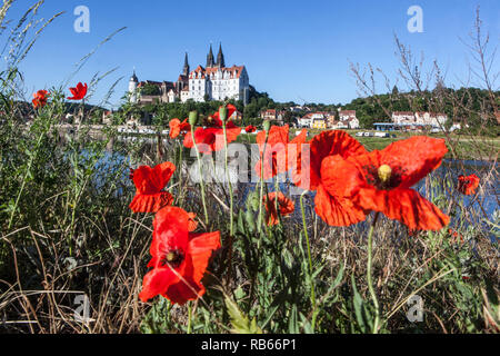 Coquelicots rouges sur berge pré, Elbe Saxe Meissen campagne, château, Allemagne Banque D'Images