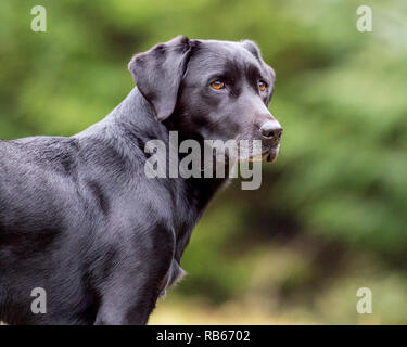 Chien labrador noir Banque D'Images