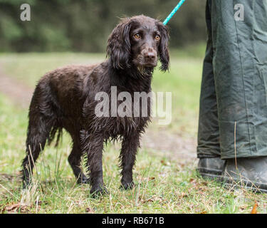 Chien cocker de travail Banque D'Images