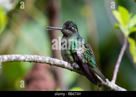 Dans Sevegre hummingbird, magnifique quartier de Costa Rica Banque D'Images