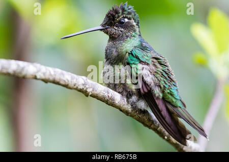 Dans Sevegre hummingbird, magnifique quartier de Costa Rica Banque D'Images