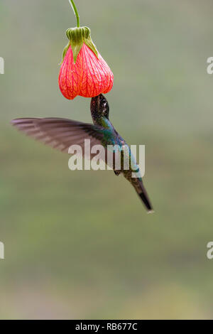 Dans Sevegre Hummingbird, magnifique quartier de Costa Rica Banque D'Images