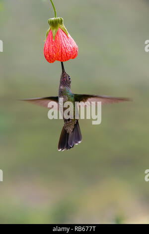 Dans Sevegre Hummingbird, magnifique quartier de Costa Rica Banque D'Images