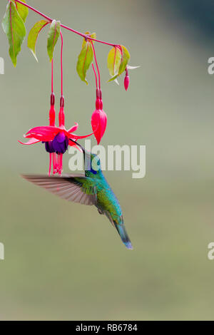 Colibri vert Violetear, dans Sevegre de Costa Rica Banque D'Images