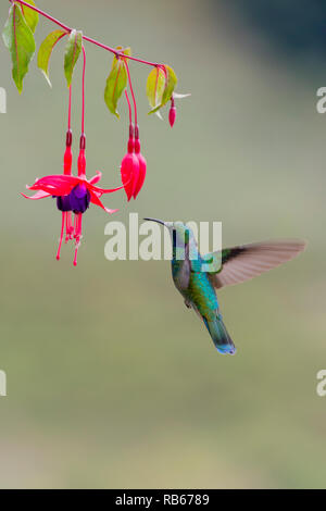 Colibri vert Violetear, dans Sevegre de Costa Rica Banque D'Images