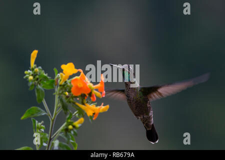 Dans Sevegre hummingbird, magnifique quartier de Costa Rica Banque D'Images