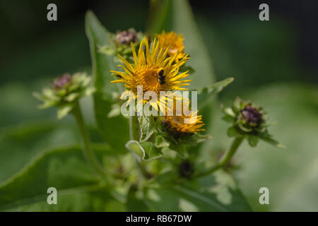 Inula helenium flower macro aussi connu comme elfdock, ou l'usine de guérir. L'utilisation de racines dans le médicament Banque D'Images