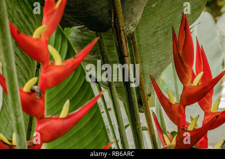 Heliconia fleur typique de la faune et de la florest brésilien tropicaux cultivés dans un jardin particulier Banque D'Images