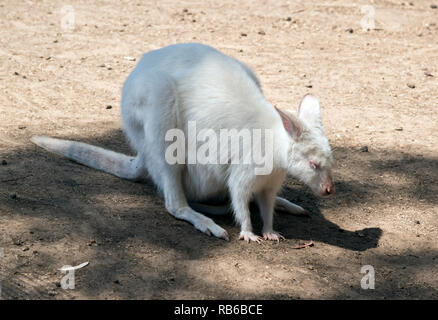 Le wallaby albinos se repose au soleil Banque D'Images