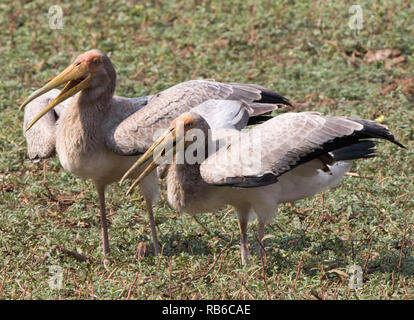 Yellow-billed Stork (Mycteria ibis) Banque D'Images