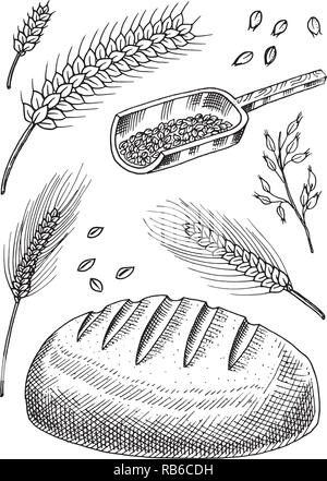 Ensemble de blé, de seigle et d'épillets semences de maïs pour faire du pain et de la farine. Les tas de céréales, de céréales entières et de l'agriculteur biologique produit de l'avoine. Pour la récolte à la main menu. Doodle sketch Vintage style. Illustration de Vecteur