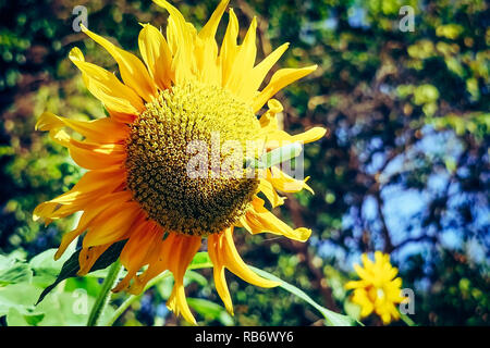 Trouver la nourriture de sauterelles sur le tournesol dans la matinée. Banque D'Images