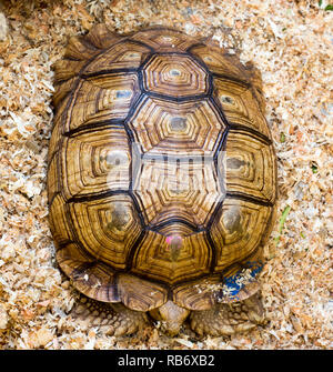 Une grosse tortue d'Afrique en captivité Banque D'Images