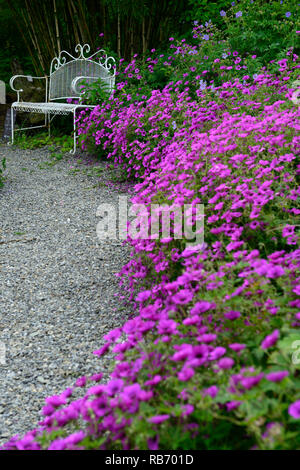 Banc en fer forgé blanc,seat,coin,jardin,meubles,Geranium Anne Thomson,rose,magenta fleurs,fleurs,fleurs,Fleurs,plantes vivaces,RM Banque D'Images