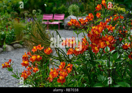 L'Alstroemeria violacea gloire orange, fleur, fleurs, floraison, chasse, vivace Brook Jardins, Jimi Blake, Plantsman, Wicklow, Floral RM Banque D'Images