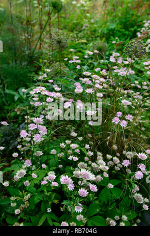 Astrantia major bo ann, rose fleur, fleurs, floraison, masterwort, pérenne, hybride stérile, Floral RM Banque D'Images