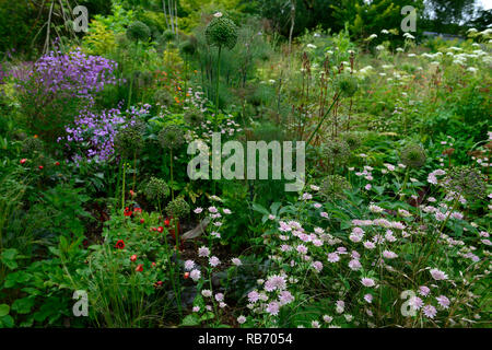 Astrantia major bo ann, Potentilla x cultorum volcan, Thalictrum delavayi var mucronatum, rose, rouge, blanc, lilas, fleur, fleurs, floraison, mix, mi Banque D'Images