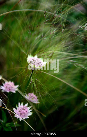 Astrantia major bo ann, Stipa elegantissima, rose fleur, fleurs, floraison, masterwort, pérenne, hybride stérile, Floral RM Banque D'Images