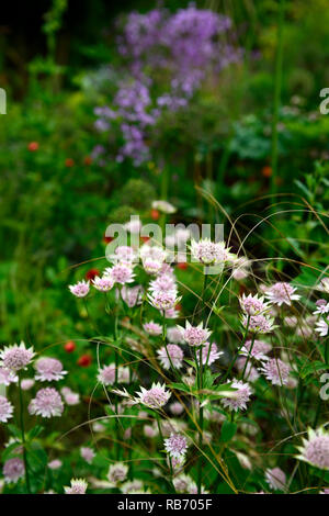 Astrantia Bo Ann, rose, blanc, fleurs, fleurs, la floraison,mix, mixte, combinaison, plantes vivaces,lit,floral rm Banque D'Images