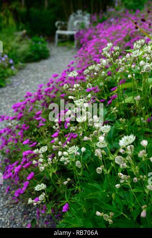 Astrantia Bo Ann,Geranium Anne Thomson, magenta, blanc,rose,fleurs,fleurs,fleurs,de,mixte,association,,vivaces,lit en fer forgé blanc benc Banque D'Images