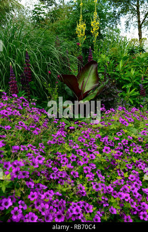 Anne géranium Geranium procurrens, Thomson x Geranium psilostemon, Ensete Ventricosum Maurelii, magenta, fleur, fleurs, floraison, feuilles pourpre banan Banque D'Images