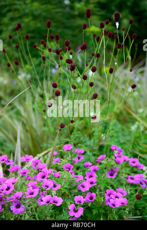 Geranium Anne Thomson,Sanguisorba officinalis Thunder rouge, magenta, violet, rose,fleur,fleurs,fleurs,plantes vivaces,de,mixte,association,lit,RM F Banque D'Images