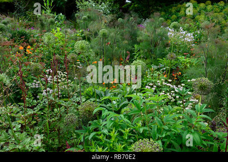 Semences d'allium têtes,Foeniculum vulgare Fenouil,fleurs,astrantia bo ann,de,mixte,association,chambres,feuilles,jardin,feuillage jardins floraux,RM, Banque D'Images