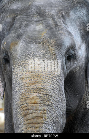 L'éléphant d'Asie, Asiatischer Elefant, ázsiai elefánt, Elephas maximus Banque D'Images