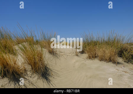 Dune de sable naturelle avec de longues touffes de graminées sauvages. Pris sur un ciel bleu ensoleillé d'été. Banque D'Images