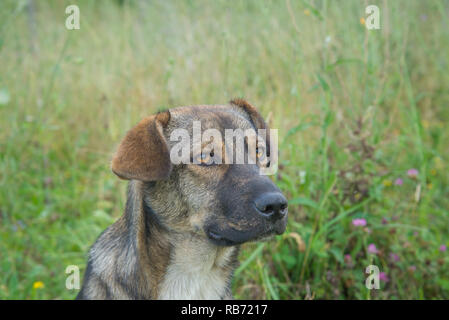 Portrait of a cute brown chien errant Banque D'Images