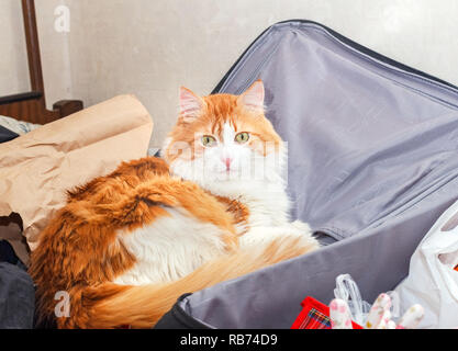 Adultes beauté chat rouge en noir gris valise Banque D'Images