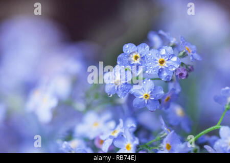 Douce douce tendre forget-me-nots en gouttes délicates Banque D'Images