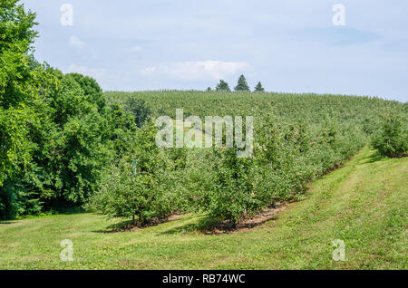 Verger en milieu rural au Wisconsin Banque D'Images