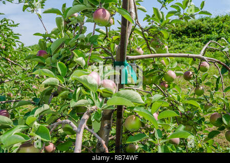 Verger en milieu rural au Wisconsin Banque D'Images