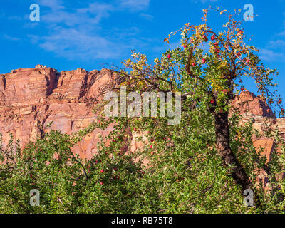 Les pommes prêtes à être cueillies, derrière le verger de châtaigniers Fruita Campground, Capitol Reef National Park, en Utah. Banque D'Images