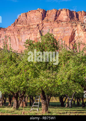 Les pommes prêtes à être cueillies, derrière le verger de châtaigniers Fruita Campground, Capitol Reef National Park, en Utah. Banque D'Images