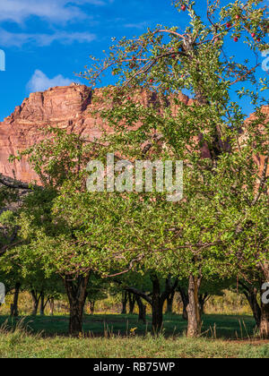 Les pommes prêtes à être cueillies, derrière le verger de châtaigniers Fruita Campground, Capitol Reef National Park, en Utah. Banque D'Images