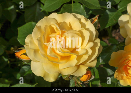 'Absolutely Fabulous' un jaune beurre floribunda rose en fleur en 2018. Banque D'Images