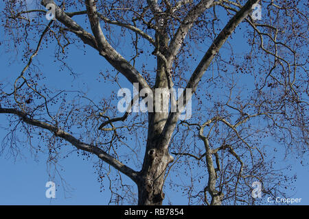 Haut de sycomore dans l'hiver contre le ciel bleu Banque D'Images